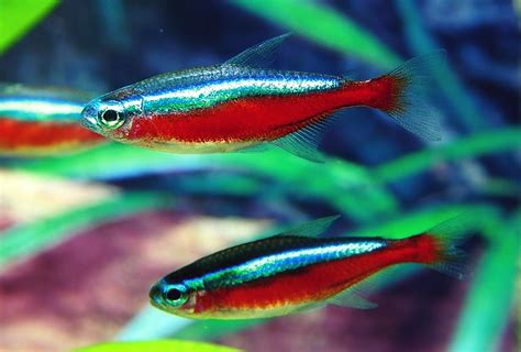 Neon Tetra Fish Facts, Care, Disease, Breeding, Tank Mates, Pictures