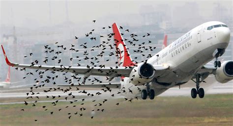 Aviation Bird Strikes - Precise Flight