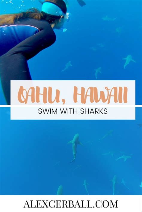 Swim With Sharks On Oahu, Hawaii - The Ultimate Bucket List Experience | Hawaii adventures ...