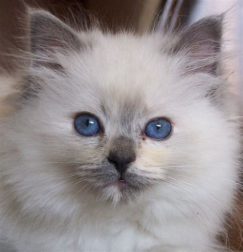 Ragdoll Cat - Bing Images | Ragdoll kitten, Ragdoll cat, Kittens cutest