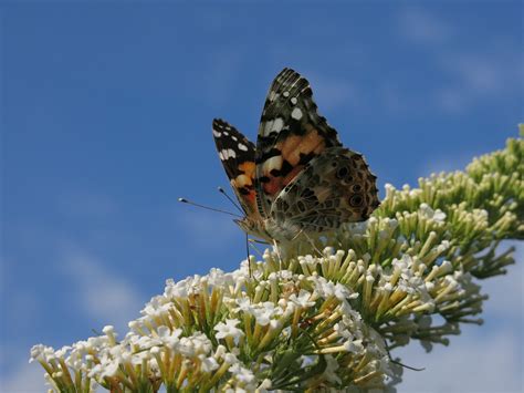 Vanessa Cardui Butterfly Insect - Free photo on Pixabay - Pixabay