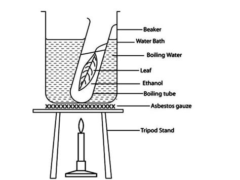 The Test for starch - Free ZIMSEC Revision Notes and Past Exam Papers