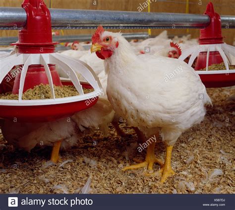 Hubbard Chicken High Resolution Stock Photography and Images - Alamy