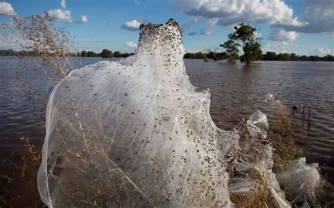 Communal spiders web to escape flood - Australia | collective | Spider, Wolf spider, Australia