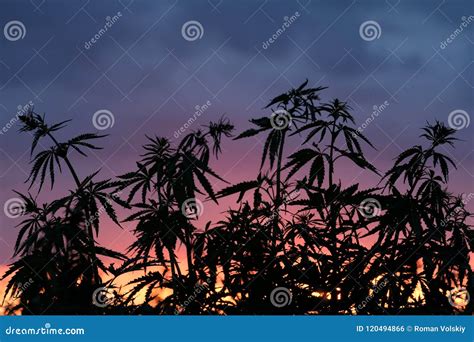 Silhouette of Marijuana Bushes on a Background of Bright Red Sunset. Stock Photo - Image of drug ...