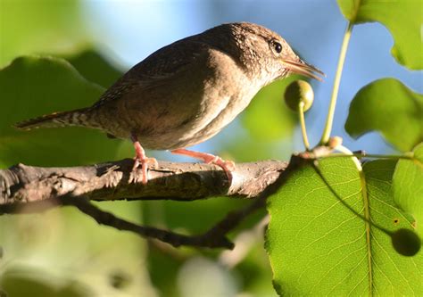 Red and the Peanut: House Wrens feeding nestlings...