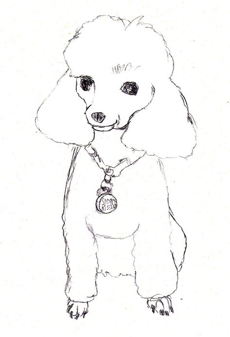 caricature artist sketching poodle - Google Search Dog Coloring Page, Coloring Pages To Print ...