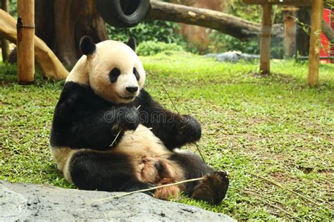 Panda eating bamboo stock photo. Image of cute, bamboo - 236998590