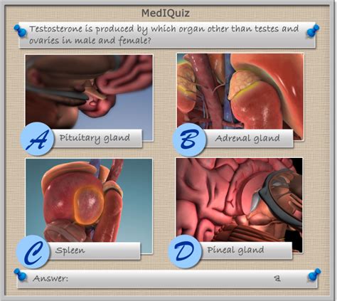 Testosterone is produced by which other organ? - Scientific Animations