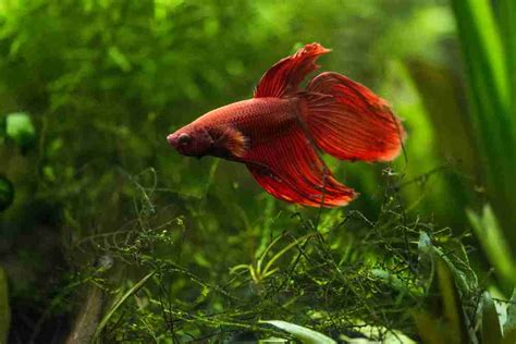 Anchor Worms On Betta Fish - Treatment & Prevention Guide