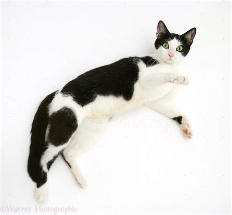 Black-and-white cat lying down, looking up photo WP26269