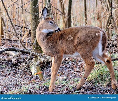 Whitetail Deer Doe Royalty Free Stock Photos - Image: 22306998