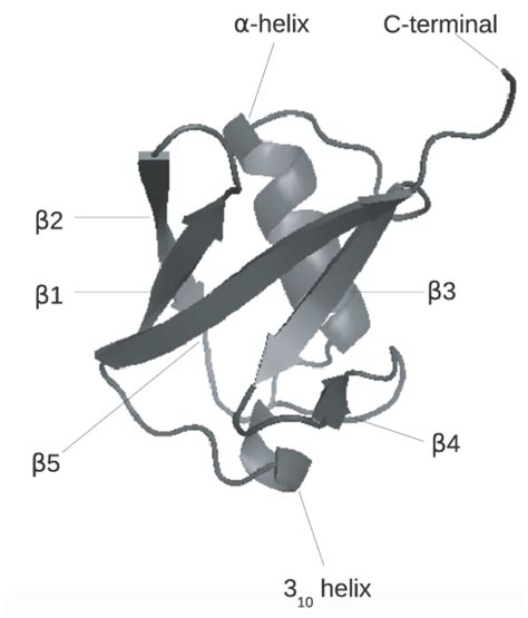 The native structure of ubiquitin (PDB ID: 1UBQ). The secondary... | Download Scientific Diagram