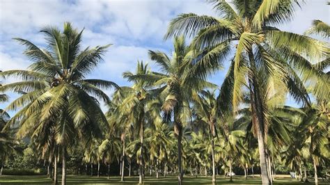 Coconut Bounty: The increasing appetite for home-grown coconut - ABC News