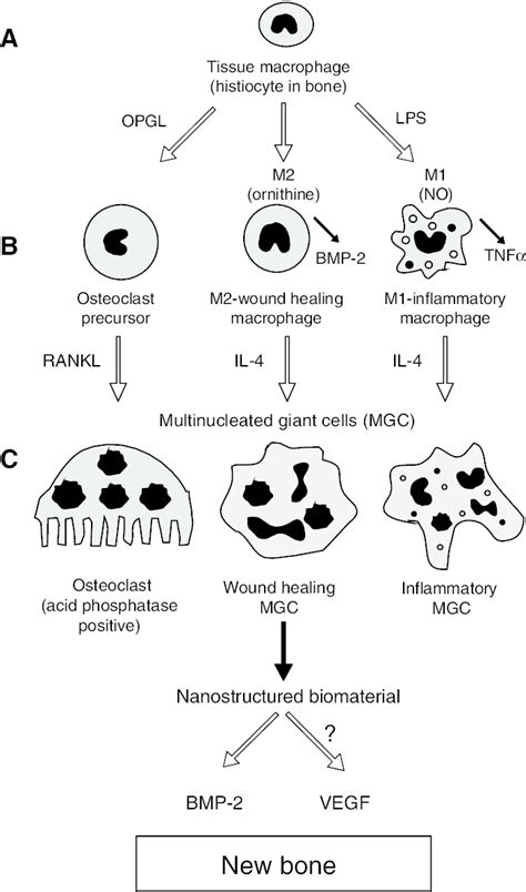 Model of the development of macrophage types M1, M2 and osteoclasts in... | Download Scientific ...