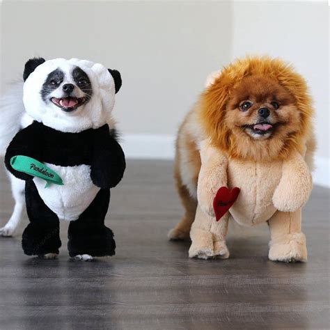 Pandaloon Pet Costumes: Dress Your Pet Up in the Cutest Costumes | Panda puppy, Panda dog ...