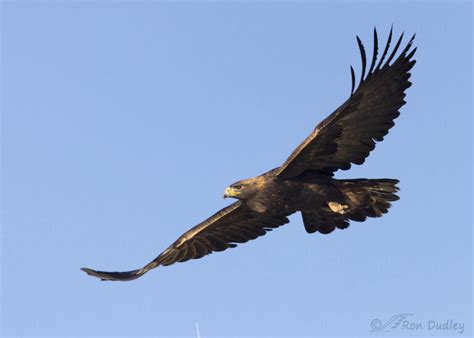 Golden Eagle Showing Off Her Impressive Wingspan – Feathered Photography