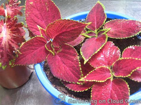 Guidelines and Basic Tips of Plant Propagation from Cuttings - Coleus ...