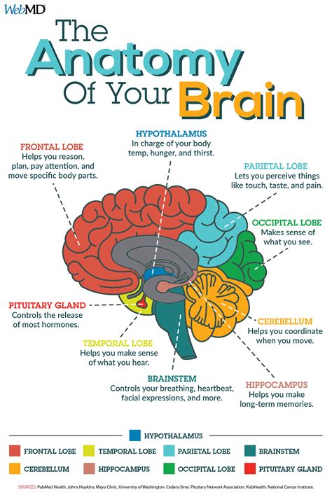 Brain Anatomy: Myths and Facts