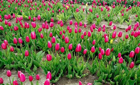 The symbolism and colour meaning of tulips | allwaysflower