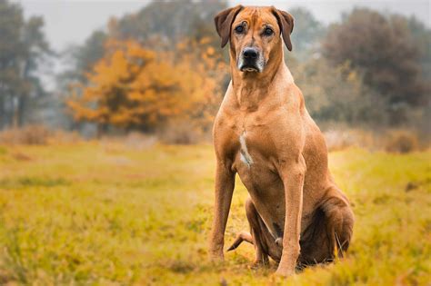 Rhodesian ridgeback - budowa, charakter, pielęgnacja, karmienie