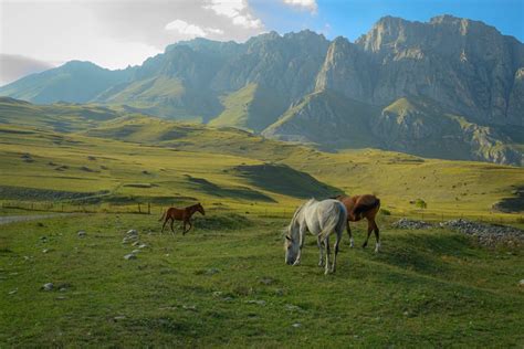 Brown Horse on Grass Field · Free Stock Photo