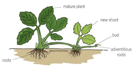 What is a stem runner or stolon in asexual reproduction?