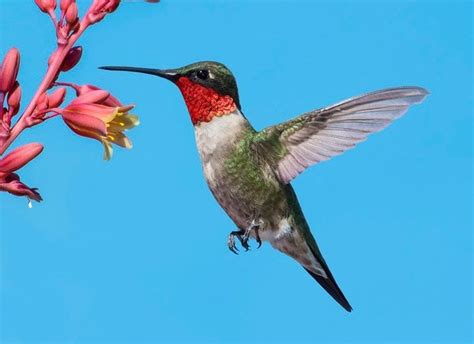 Identify and Attract a Ruby-Throated Hummingbird - Birds and Blooms