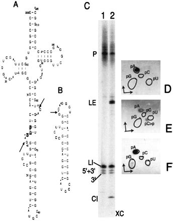 Two reactions of Haloferax volcanii RNA splicing enzymes: Joining of exons and circularization ...