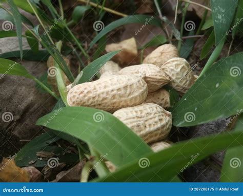 Peanut Shell Lying on the Green Grass Stock Image - Image of animal, tropical: 287208175