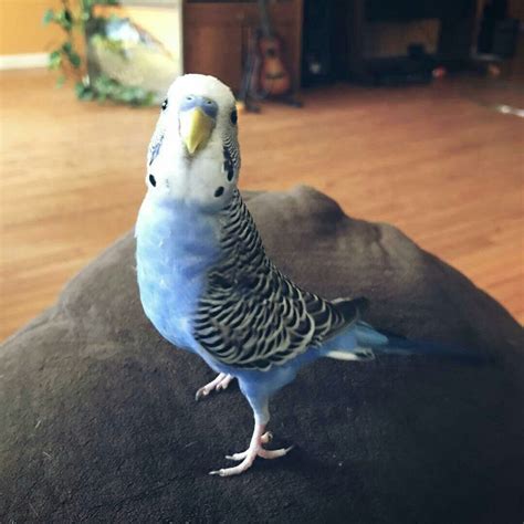 "Blue posing for the camera! 😂 He never leaves my side now." - Hope Does your budgie like to ...