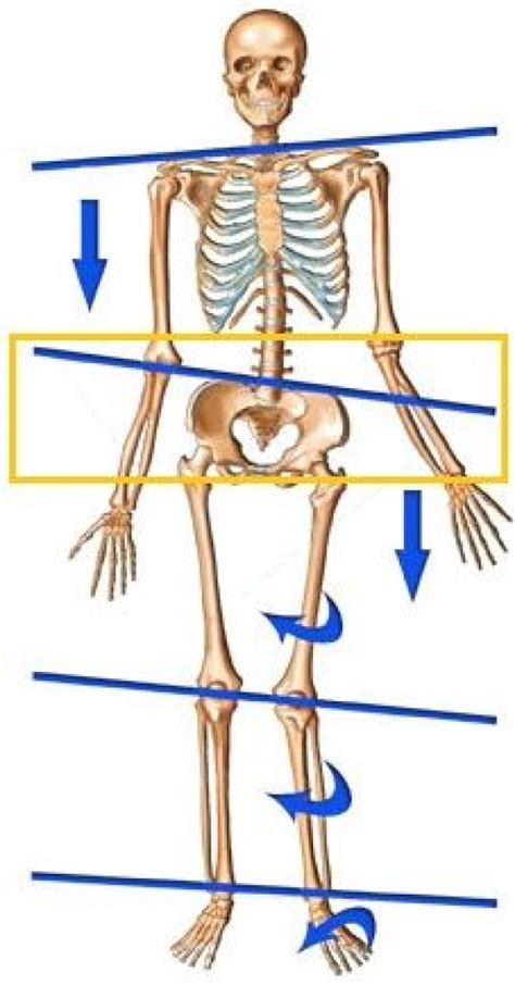 Lateral Tilt Of Pelvis