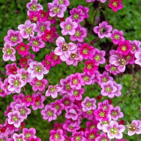 Saxifraga Seed - Rose Mossy Saxifrage Ground Cover Seeds