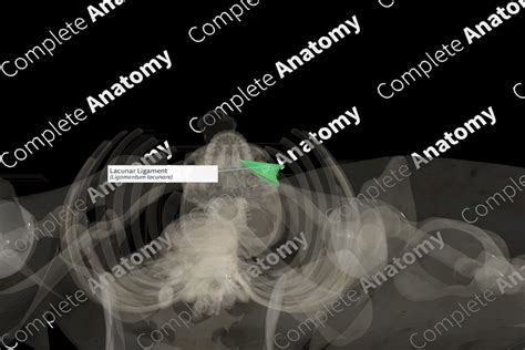 Lacunar Ligament (Right) | Complete Anatomy