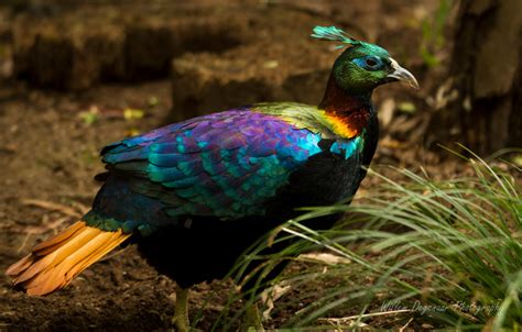 Himalayan Monal - male by Degies on DeviantArt