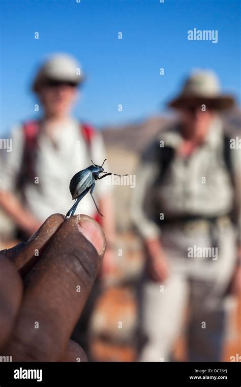 Waxy darkling beetle (tok tokkie beetle) (Tenebrionidae) being shown to trailists on TokTokkie ...