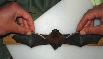 Taking measurement of wingspan in a long-tailed bat. | Download ...