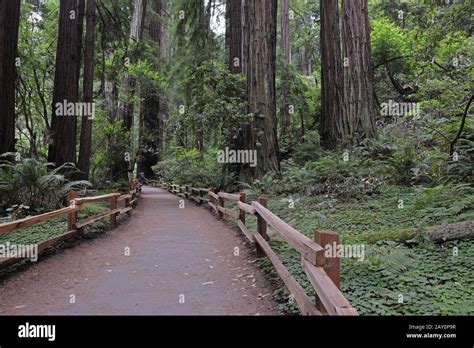 Hiking trails in Muir Woods National Park, California, USA Stock Photo ...