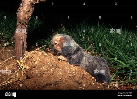 Blind rat mole hi-res stock photography and images - Alamy