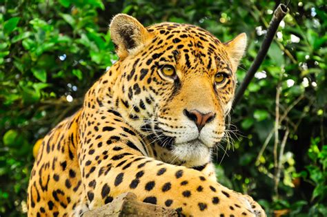 El Jaguar en México: Un futuro prometedor - Cinco vientos