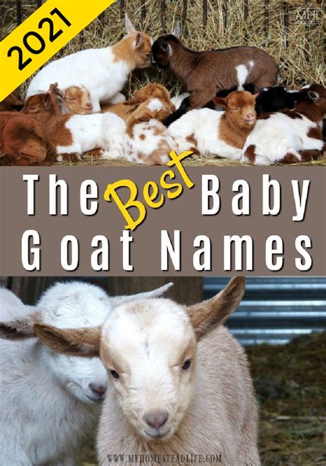 The Best Baby Goat Names For 2022- Over 300+! - My Homestead Life