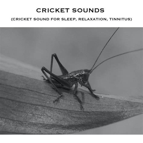 Sounds of Crickets | Spotify