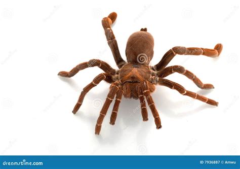 King Baboon Tarantula stock image. Image of venomous, nature - 7936887