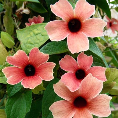 Peach Thunbergia Alata Flower Seeds — Jack Seeds