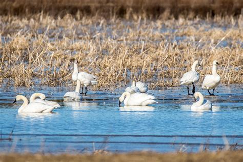 Tundra Swan | Audubon Field Guide