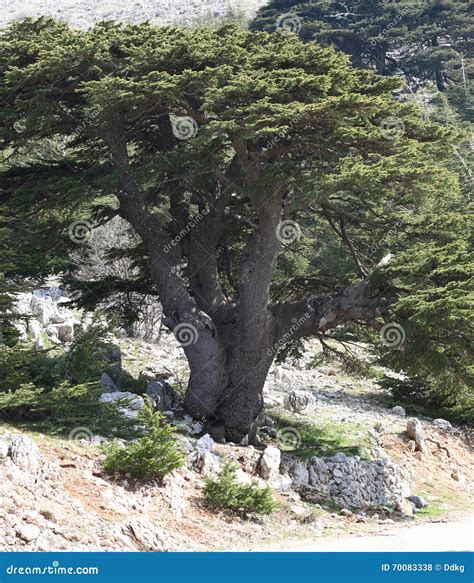 Lebanon Cedar stock photo. Image of cedar, libani, lebanese - 70083338