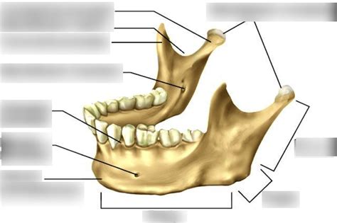 Mandible Bone Diagram | Quizlet