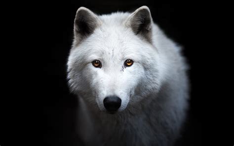 445 Hd Wallpaper Of White Wolf Pictures - MyWeb