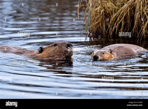 Two beavers swimming and feeding in the water of their beaver dam Stock ...