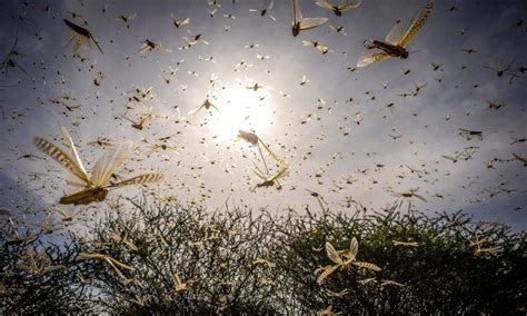 Extreme locust plague shown swarming Kenya in new video - Science